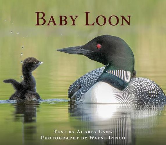 Cover image for Baby Loon