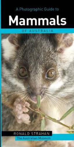 Cover image for A Photographic Guide to Mammals of Australia