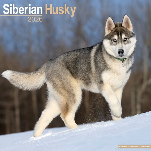 Cover image for Siberian Husky Calendar 2026 Square Dog Breed Wall Calendar - 16 Month