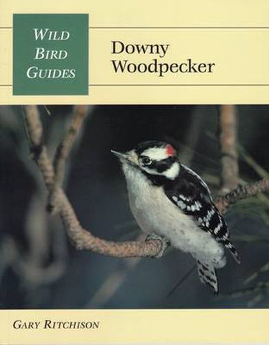 Cover image for Downy Woodpecker