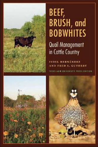 Cover image for Beef, Brush, and Bobwhites: Quail Management in Cattle Country
