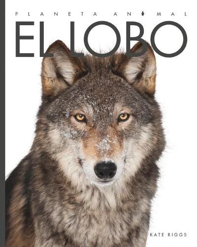 Cover image for El Lobo