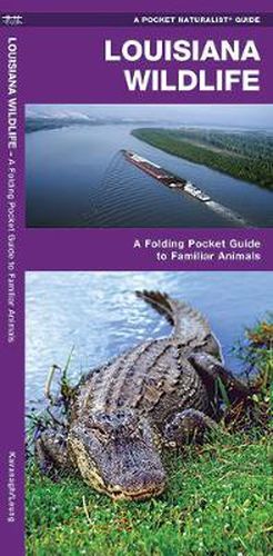 Cover image for Louisiana Wildlife: A Folding Pocket Guide to Familiar Species