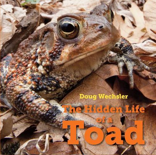 Cover image for The Hidden Life of a Toad