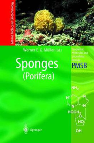 Sponges: Porifera