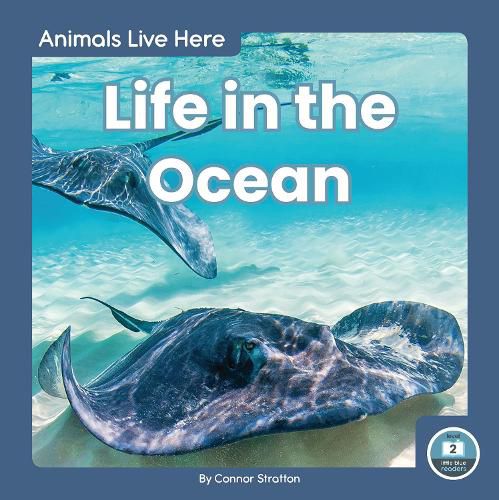 Cover image for Animals Live Here: Life in the Ocean