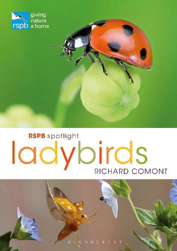 Cover image for RSPB Spotlight Ladybirds