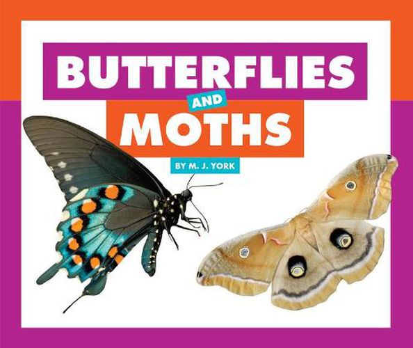 Butterflies and Moths