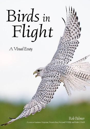 Birds In Flight: A Visual Essay