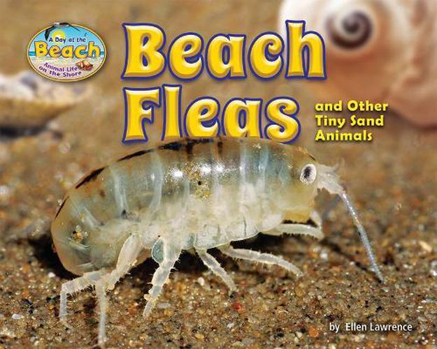 Beach Fleas and Other Tiny Sand Animals