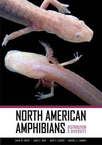 Cover image for North American Amphibians: Distribution and Diversity