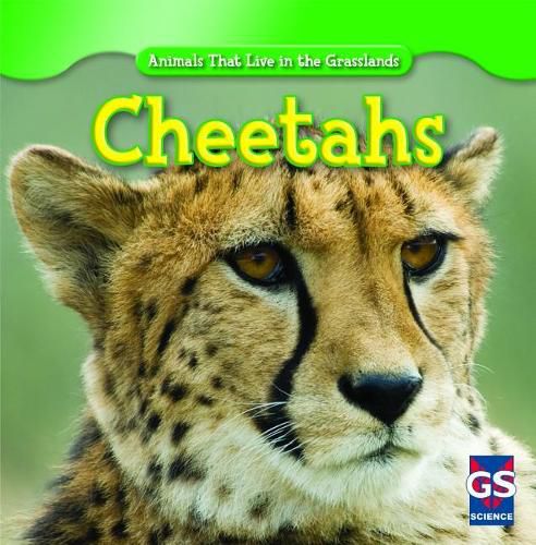 Cover image for Cheetahs