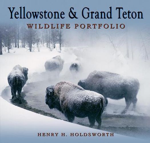 Cover image for Yellowstone & Grand Teton Wildlife Portfolio (Sc)