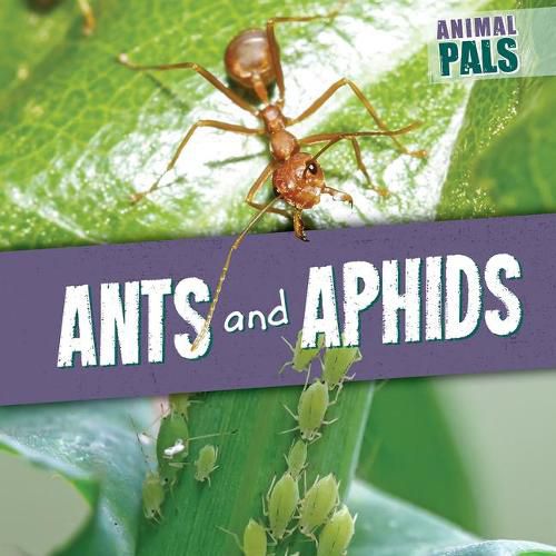 Ants and Aphids