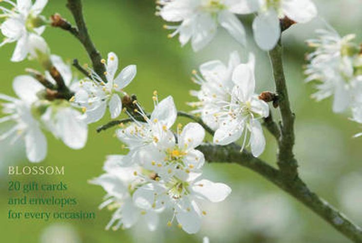 Cover image for Card Box of 20 Notecards and Envelopes: Blossom
