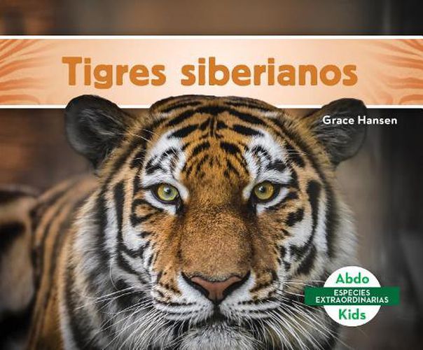 Cover image for Tigres Siberianos / Siberian Tigers