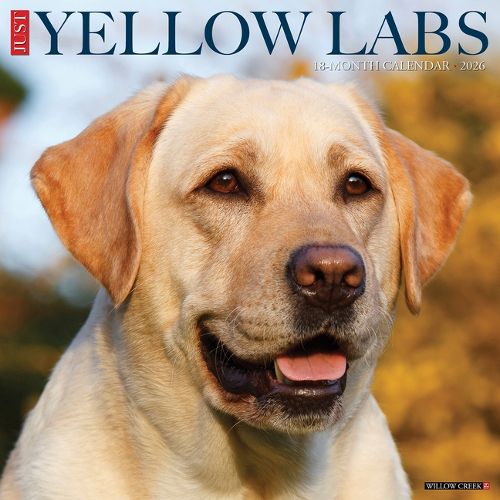 Cover image for Yellow Labs 2026 12 X 12 Wall Calendar