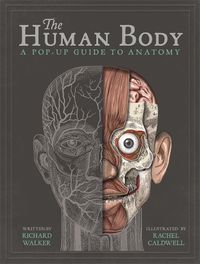 Cover image for The Human Body: A Pop-Up Guide to Anatomy
