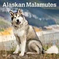 Cover image for Alaskan Malamutes 2024 Square