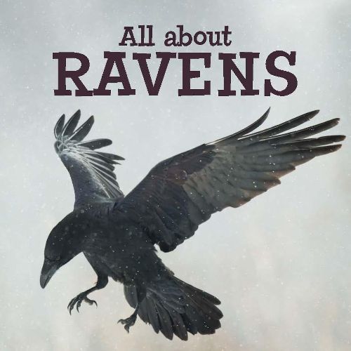 Cover image for All about Ravens: English Edition