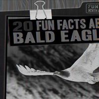 Cover image for 20 Fun Facts about Bald Eagles