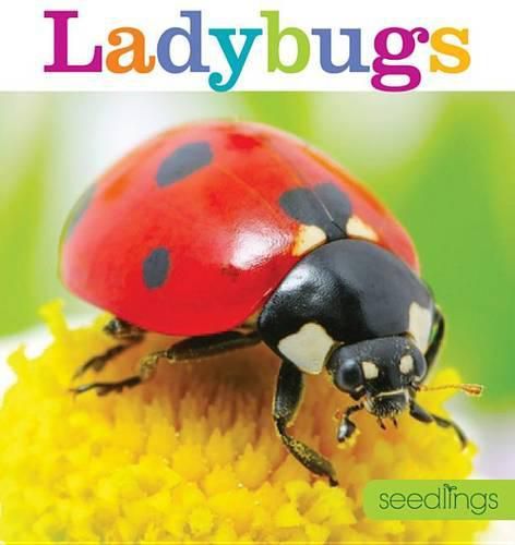 Seedlings: Ladybugs