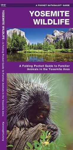 Cover image for Yosemite Wildlife: A Folding Pocket Guide to Familiar Species