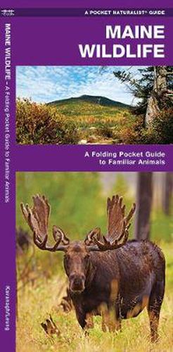 Cover image for Maine Wildlife: A Folding Pocket Guide to Familiar Species