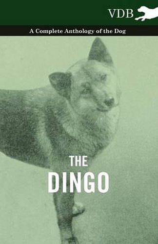 Cover image for The Dingo - A Complete Anthology of the Dog -
