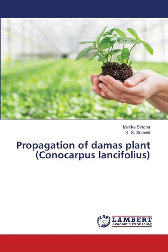 Propagation of damas plant (Conocarpus lancifolius)