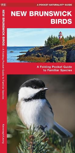 Cover image for New Brunswick Birds: A Folding Pocket Guide to Familiar Species