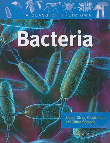 Cover image for Bacteria