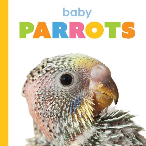 Cover image for Baby Parrots