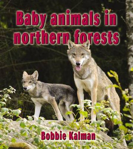 Cover image for Baby Animals in Northern Forests