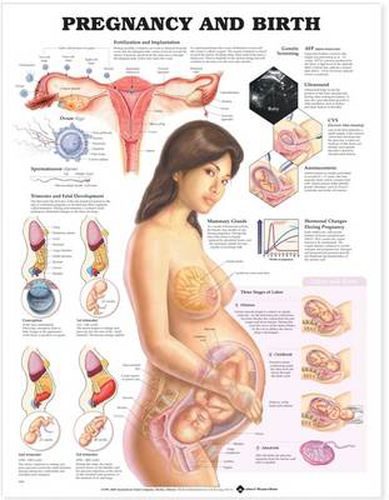 Cover image for Pregnancy and Birth