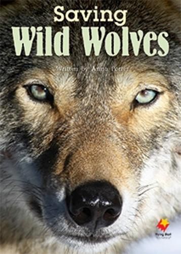 Cover image for Saving Wild Wolves