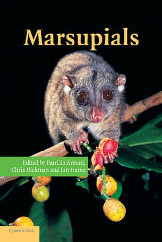 Cover image for Marsupials