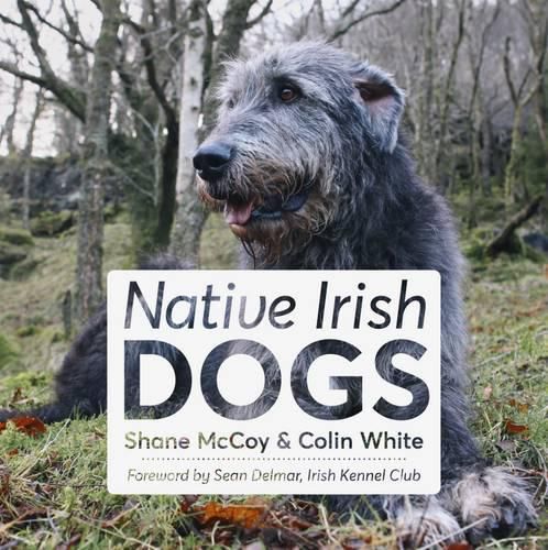 Cover image for Native Irish Dogs