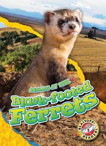 Black-Footed Ferrets