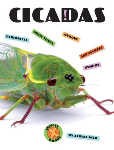 Cicadas