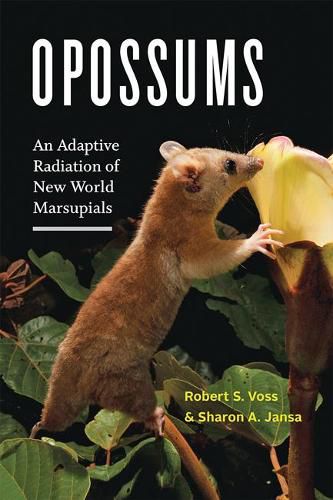 Cover image for Opossums: An Adaptive Radiation of New World Marsupials