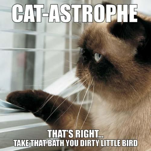 Cover image for Cat-Astrophe