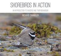 Cover image for Shorebirds in Action: An Introduction to Waders and Their Behaviour