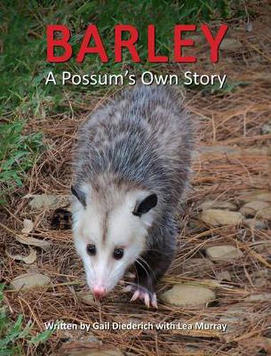 Cover image for Barley, a Possum's Own Story