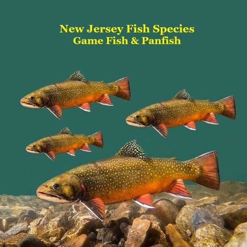 Cover image for New Jersey Game Fish and Panfish Species Kids Book
