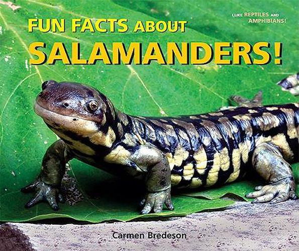 Fun Facts about Salamanders!