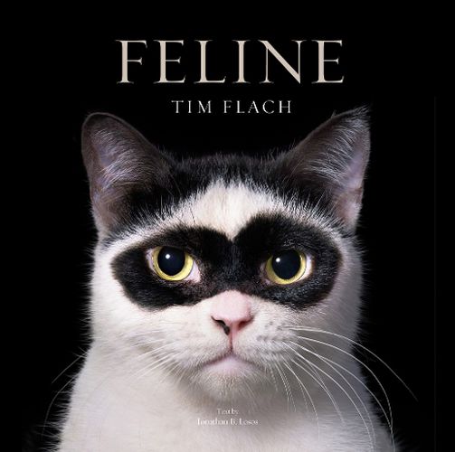 Cover image for Feline