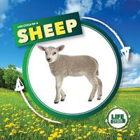 Cover image for Life Cycle of a Sheep