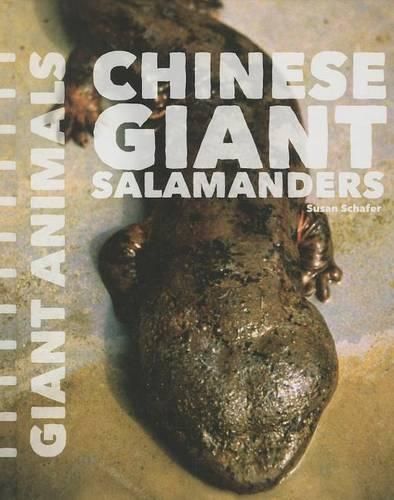 Cover image for Chinese Giant Salamanders