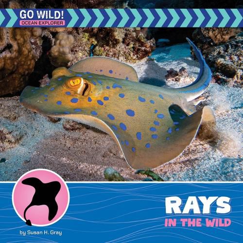Cover image for Rays in the Wild
